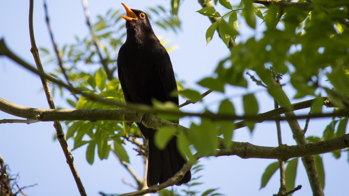Hereinspaziert Zum Vogelkonzert Hier Zwitschern Amsel Fink Und Der Langschlafer Spatz