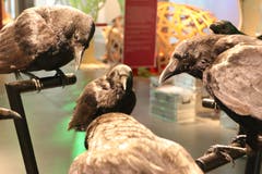 Schlau, aber auch etwas frech: Im Grimm-Märchen sind die sieben Raben eigentlich verwunschene Prinzen.