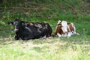 Kühe, die jetzt tagsüber draussen sind, suchen einen kühlen Schattenplatz. (Bild: Beat Lanzendorfer)