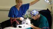 Tierarzt Daniel Koch und Praxisassistentin Leandra Tschudi operieren die Nase von Bulldogge Florence.. (Bild: Thomas Brack)