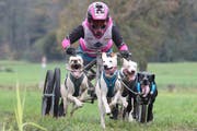 Schlittenhunde-Wagenrennen in Sennwald: Lauffreude und Ambitionen perfekt vereint. (Bild: Robert Kucera)