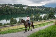 Alessia Kehrer reitet mit dem 14-jährigen «Drumbeg» auf dem neuen Reitweg am Rotsee. (Bild: Dominik Wunderli, 29. Juli 2019)