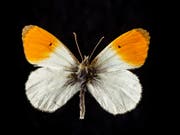 Eine der Schmetterlings-Fotos in der Neuausgabe des Carl-Spitteler-Gedichtbands «Schmetterlinge». Es handelt sich um einen Aurora-Falter. (Bild: Natalie Boo)