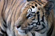 Ein Tiger in einem Zoo im indischen Bundesstaat Madhya Pradesh. (Bild: Sanjeev Gupta/EPA; 11. August 2018)