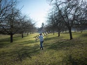 Von einem Baum zum anderen: Dem Mörschwiler Landwirt geht die Arbeit nicht aus.