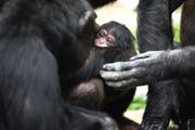 Schimpansendame Tzippi kümmert sich liebevoll um ihren Nachwuchs (Bild: Walter Zoo)