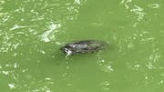 Die Schildkröte im Nestweier: Demjenigen, der die Sichtung per Stadtmelder bekannt machte, gelang dieser Schnappschuss. (Bild: St.Galler Stadtmelder - 26. August 2019)