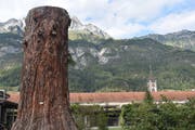 Der Stumpf des Mammutbaumes, der zu den zehn höchsten des Landes gehörte, wird langsam absterben. (Bild: Nadine Bantli)