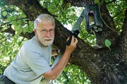 Biologe René Güttinger bei der Arbeit, mit Leiter und Taschenlampe. (Bild: Ralph Ribi)