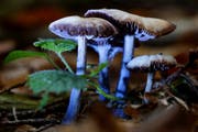 Leserbild. Ingrid Zürcher fotografierte die Pilze am Dienstag im Farnenwald bei Abtwil.