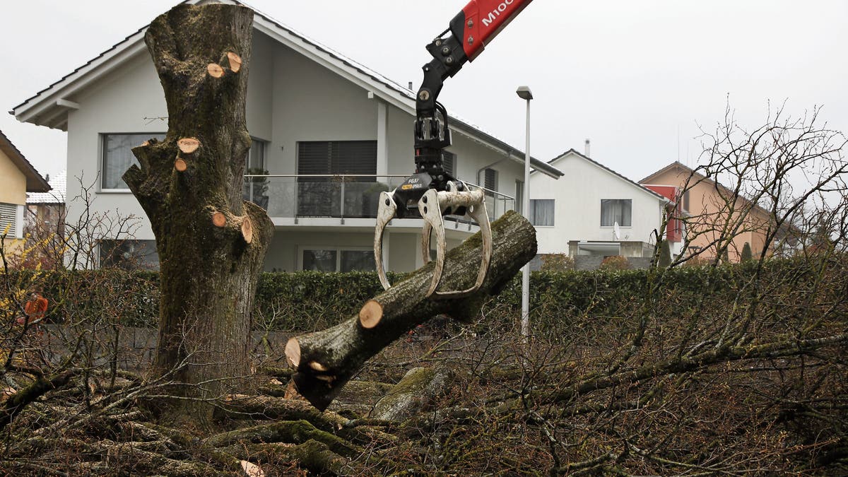 Die kranke Linde beim Gossauer Notkerschulhaus ist Geschichte