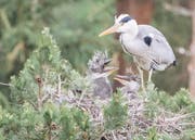 Der Graureiher mit seinem «punkigen» Nachwuchs. (Bild: pd/Tierpark Goldau)