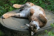 Leserbild. Toni Bürgin fotografierte den Luchs im Wildpark Peter und Paul.