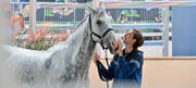 Springreiter Martin Fuchs und sein Pferd Silvershine. (Bild: Donato Caspari)