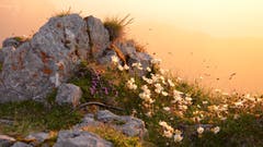Der Natur ganz nah: Alpenflora im Sonnenuntergangslicht. (Bild: ar)