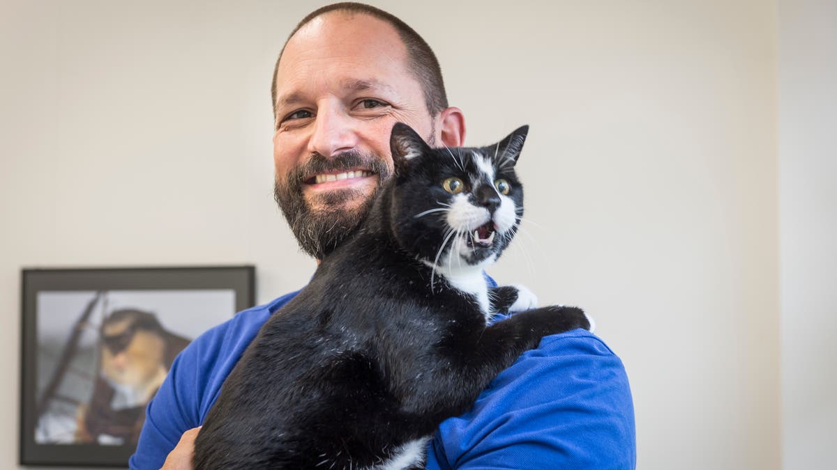 diabetes wegen ubergewicht und bewegungsmangel katzen sind heute meist stubentiger