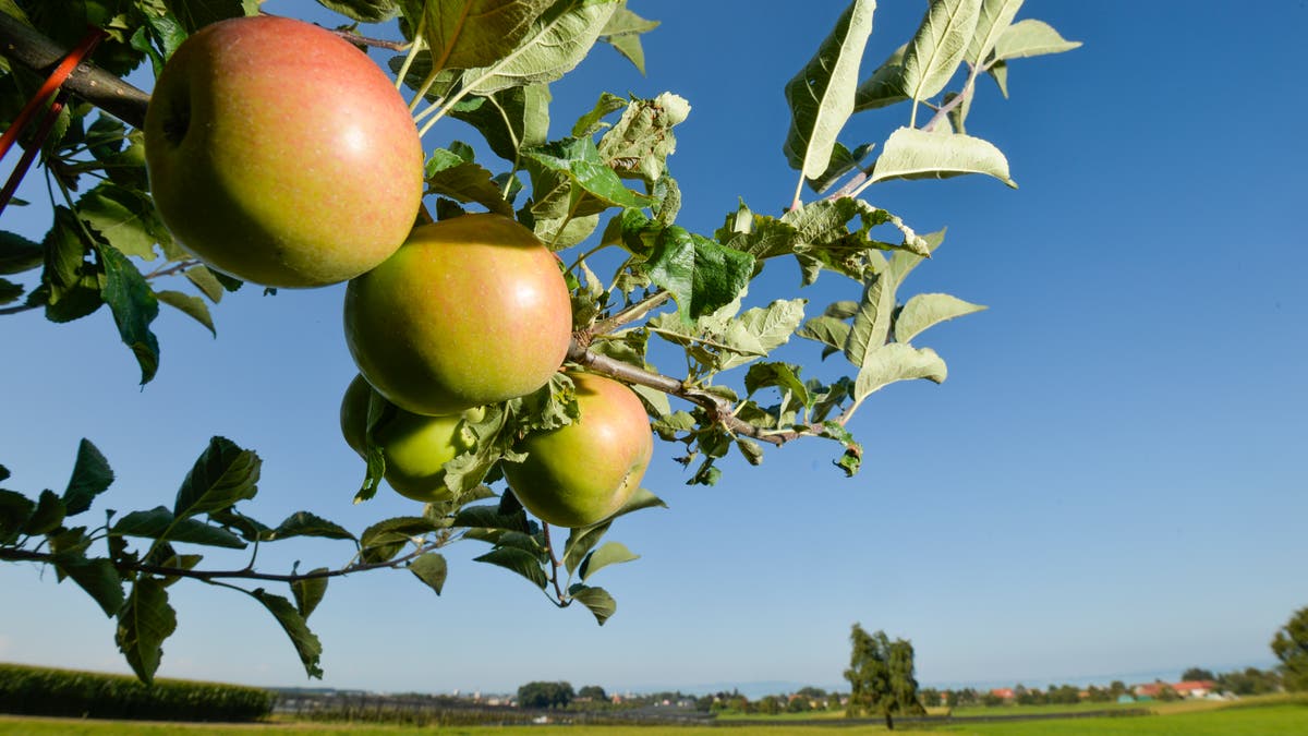 Bauchschmerzen Nach Apfel Was Tun Der Apfel ist im Thurgau auf dem absteigenden Ast | St.Galler Tagblatt