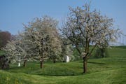Die Luzerner Bauern erhalten für die Pflege ihrer knapp 300'000 Hochstammbäume pro Jahr 9,4 Millionen Franken. (Bild: Boris Bürgisser, 11. April 2017)