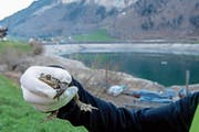 Diese Erdkröte landete auf ihrer Wanderung zum Lungerersee in einem Eimer der Gemeinde und wurde mit ihren Artgenossen gezählt. (Bild: Nadja Schärli, 18. April 2019)