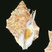 Meeresschnecke «Bufonaria borisbeckeri (Bild: PD)