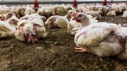Gegen den im Januar ausgestrahlten «10vor10»-Beitrag «Der Tod ist Teil des Geschäfts» legte die Micarna SA beim Ombudsmann der SRG Beschwerde ein. Bild: PD