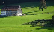 Links ein Milan, rechts Kühe und unten Rehe: Wie nah die Natur der Stadt ist, zeigt dieses Bild vom Donnerstag. Fotografiert am Beckenhaldehang in St.Georgen. (Bild: Sandro Büchler)
