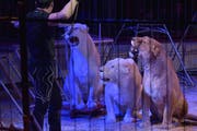Schon vor drei Jahren reisten Löwinnen im Circus Royal mit durch die Schweiz mit Tourneestart in Weinfelden. (Bild: Mario Testa, 4.März 2016)