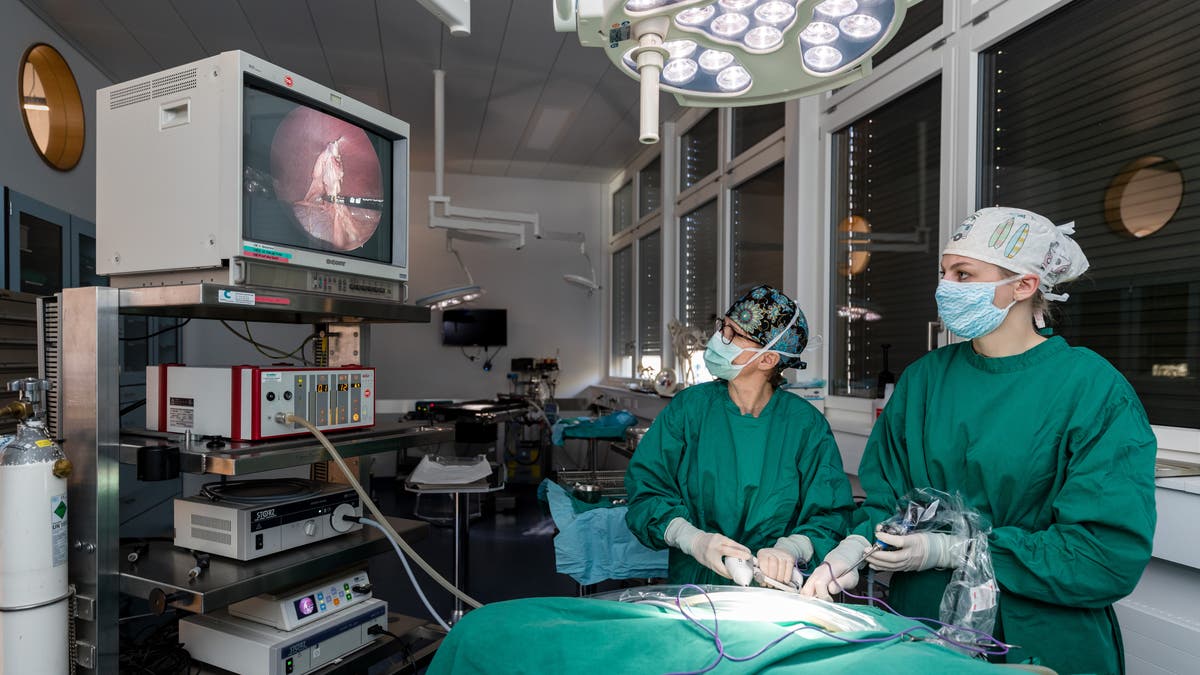 Bildstrecke Spitzenmedizin für Hund und Katz Zu Besuch in der