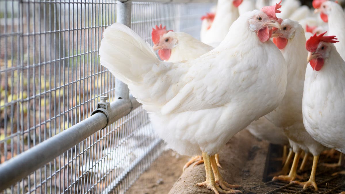 Vermehrte Fälle von Vogelgrippe in Osteuropa gefährden nun ...