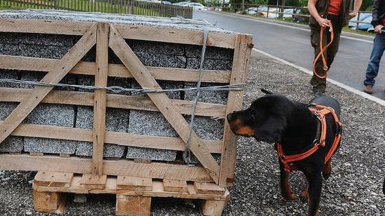 andor erschnuffelt die kafer