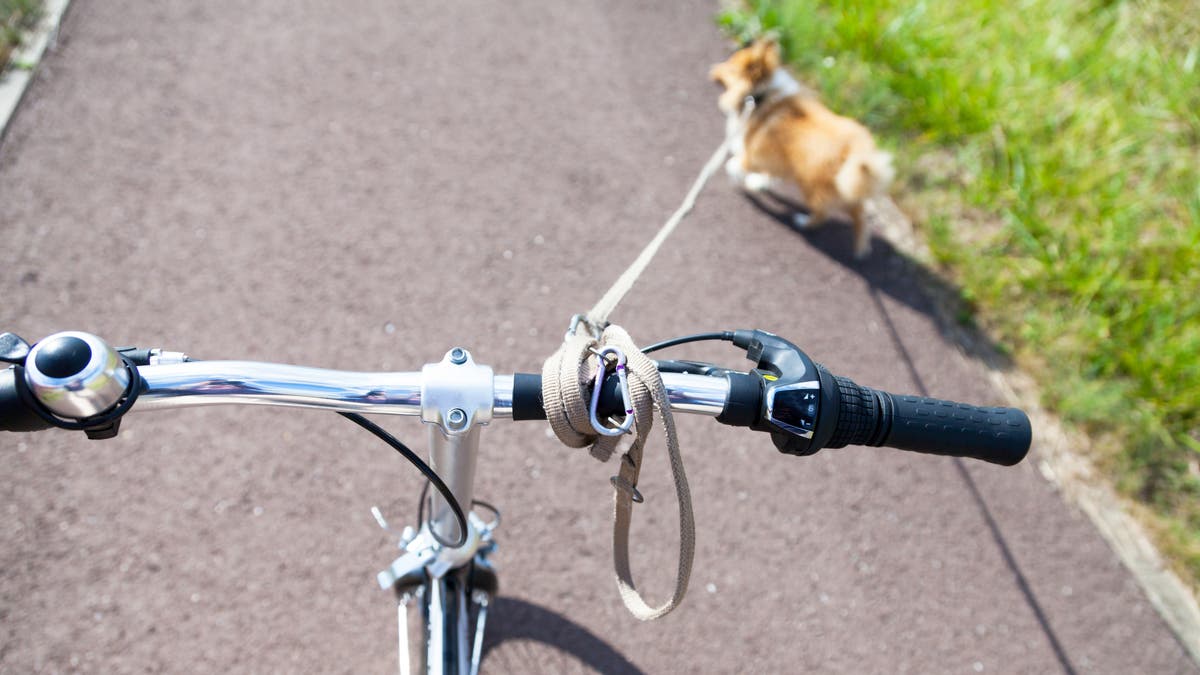 velo hundeler im visier der thurgauer tierschutzer
