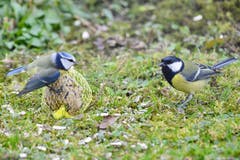 Eine Blau- und eine Kohlmeise an einem Futterknödel. (Bild: Klaus Stadler)
