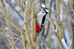 Ein Buntspecht in einem städtischen Garten. (Bild: Klaus Stadler)