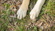 Welcher Hund das Kind gebissen hat, konnte die Polizei noch nicht ermitteln. (Symbolbild: Getty)