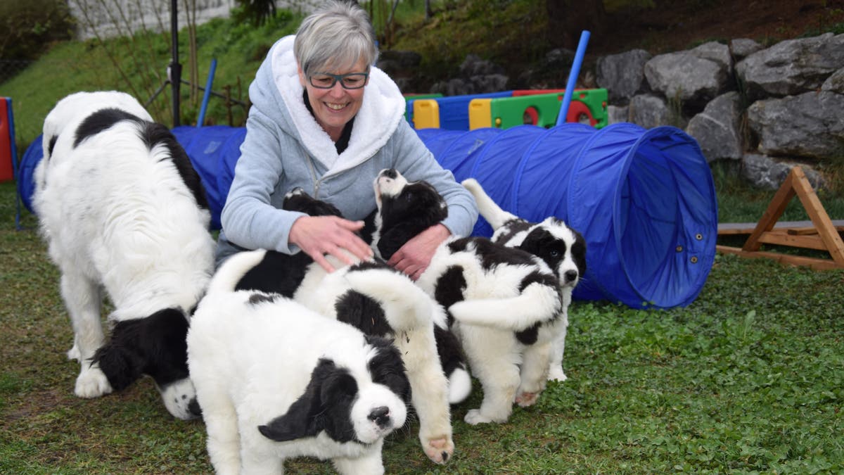 wo welpen erste schritte machen gabriela und othmar bruhwiler aus zuzwil sind begeisterte landseer zuchter