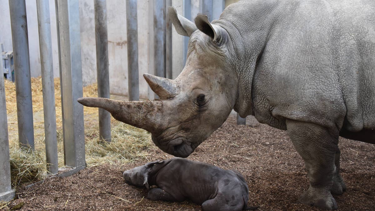 Nashorn Geburt Live Nashorn Geburt Live
