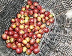 Kaffeebohnen sind eigentlich Kirschen.