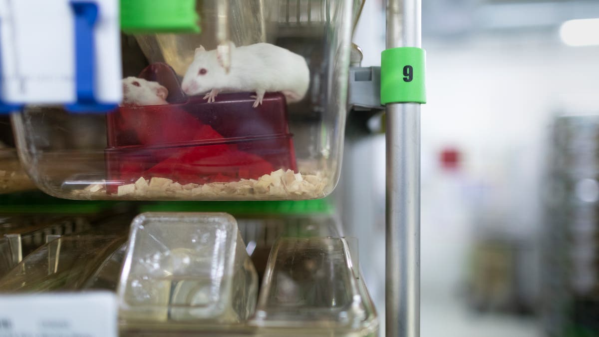 Forscher fordern Weniger Tierverschleiss bei Tierversuchen, auch wenn