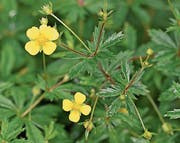 Zart und gelb schweben die Blüten auf den Stängeln der Blutwurz. (Bild: Alamy)