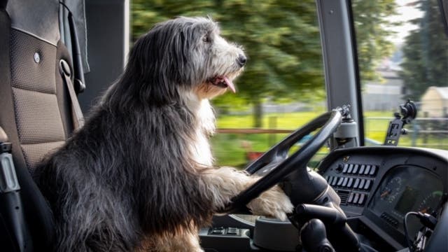 Mit Numi Auf Tour Krienser Carunternehmen Bietet Hunde Reisen An Luzerner Zeitung