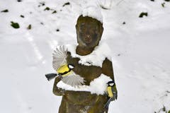 Zwei Kohlmeisen umschwirren eine Statue in einem Wintergarten. (Bild: Klaus Stadler)