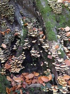 Baumstrunk übersät mit Pilzen. (Leserbild: Heidy Heller - 3. November 2017)