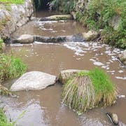Die Gülle im Würzenbach hat zu Fischsterben geführt. (Bild: Luzerner Polizei)