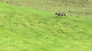 Der mutmassliche Wolf wurde am vergangenen Sonntag in Egg bei Einsiedeln (SZ) gesichtet. (Bild: Jeannette Kuriger, Egg bei Einsiedeln, 16. September 2018)