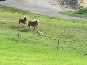 Kaum hatte der mutmassliche Wolf die Weide betreten, wurde er von den beiden Pferden fortgescheucht. (Bild: Jeannette Kuriger, Egg bei Einsiedeln, 16. September 2018)