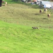 Nachdem das Tier vor den Pferden flüchtete, visierte es die Zwerggeissen an. (Bild: Jeannette Kuriger, Egg bei Einsiedeln, 16. September 2018)