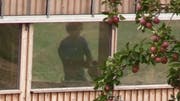 In den Stall gezoomt: Der Nachbar des Schafbesitzers filmte diesen beim unzimperlichen Umgang mit seinen Tieren. (Bild: Screenshot)