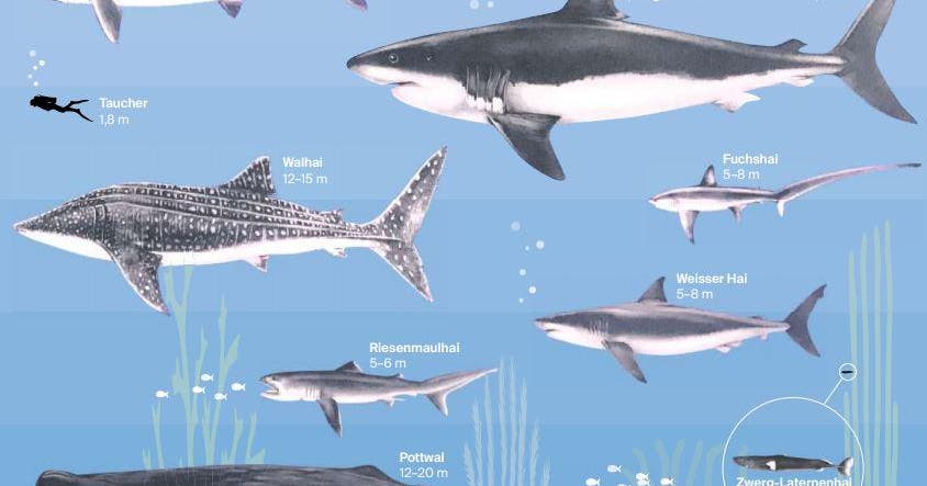 Weißer Hai Länge