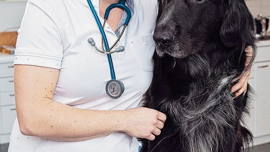 «Die meisten haben Angst, ihre Tiere könnten auch erkranken» | Luzerner