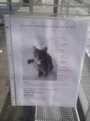 Mit diesem Steckbrief rufen Christian Fritschi und Daniela Kieliger die Bazenheiderinnen und Bazenheider zur Mithilfe bei der Suche nach der vermissten Katze auf. (Bild: Beat Lanzendorfer)